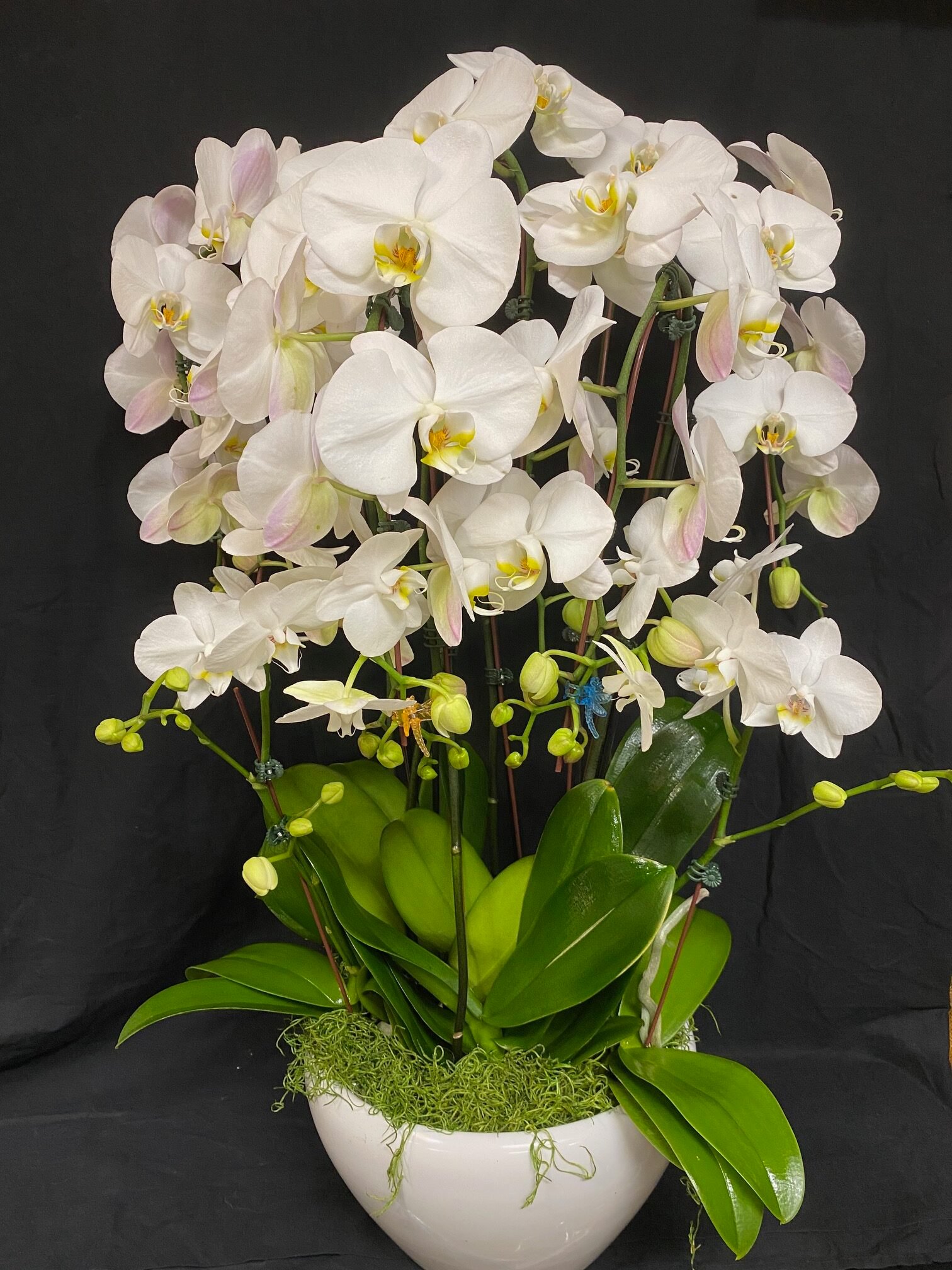 Orchid Arrangement #01 – Kimanh Flowers